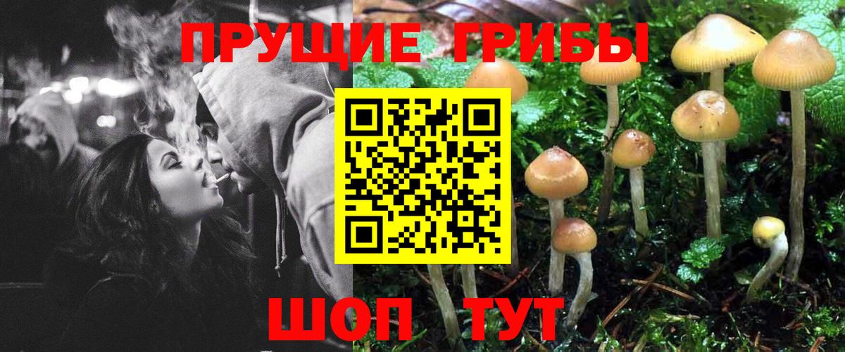 Галлюциногенные грибы Psilocybe Копейск